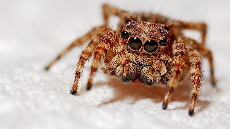 Havalar ısındı, sarıkız ortaya çıktı Lorem ipsum gibi yapay