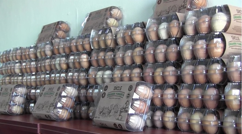 Dicle Üniversitesi’nde Kırsalda Organik Yumurta Üretimi Projesi devam ediyor