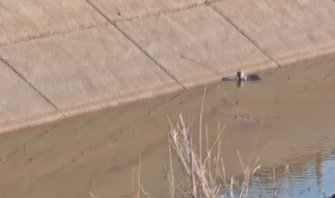 Diyarbakır'ın Yenişehir ilçesinde nesli
