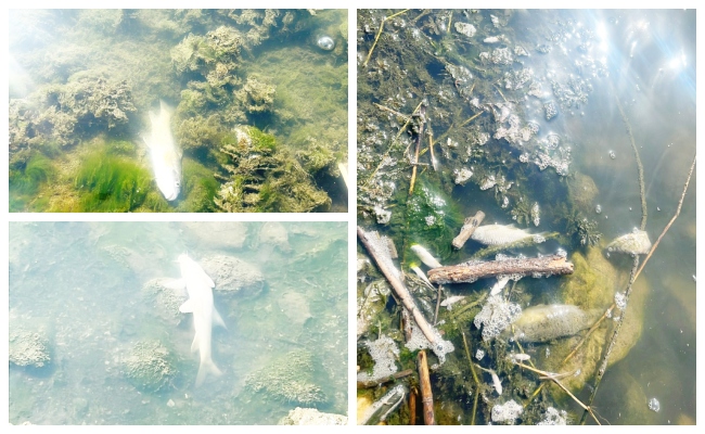 Diyarbakır’da Bismil ilçesinde Dicle