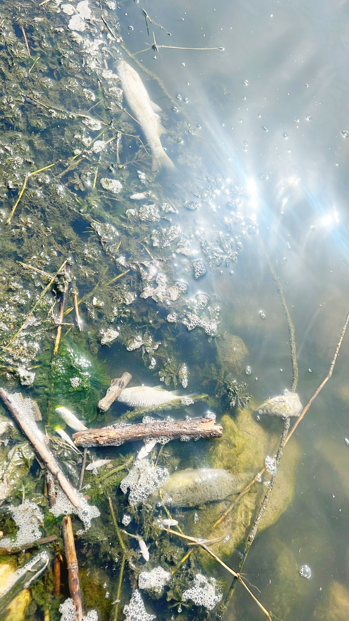 Dicle Nehri’nde toplu balık ölümleri halkı tedirgin ediyor