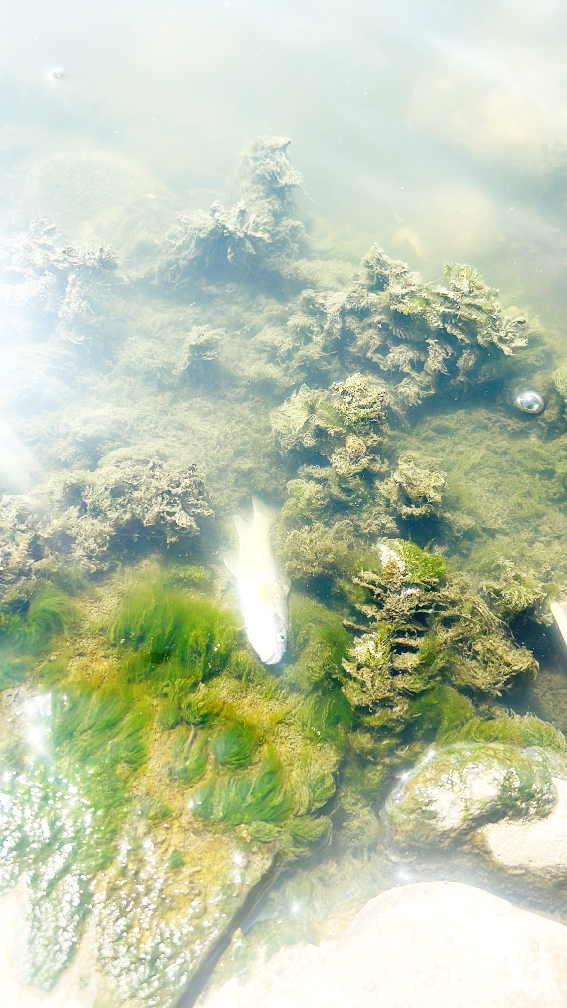 Dicle Nehri’nde toplu balık ölümleri halkı tedirgin ediyor
