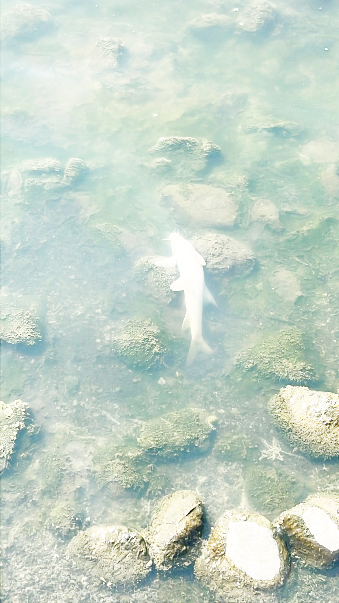 Dicle Nehri’nde toplu balık ölümleri halkı tedirgin ediyor