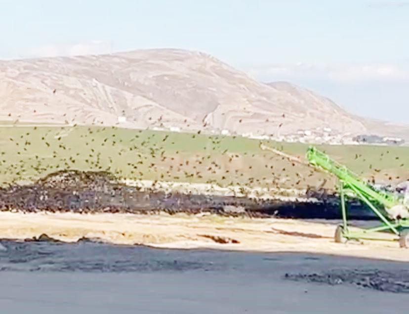 Diyarbakır’da binlerce kuş türü buğday silosu etrafında toplandı Diyarbakır'ın Silvan ilçesinde buğday