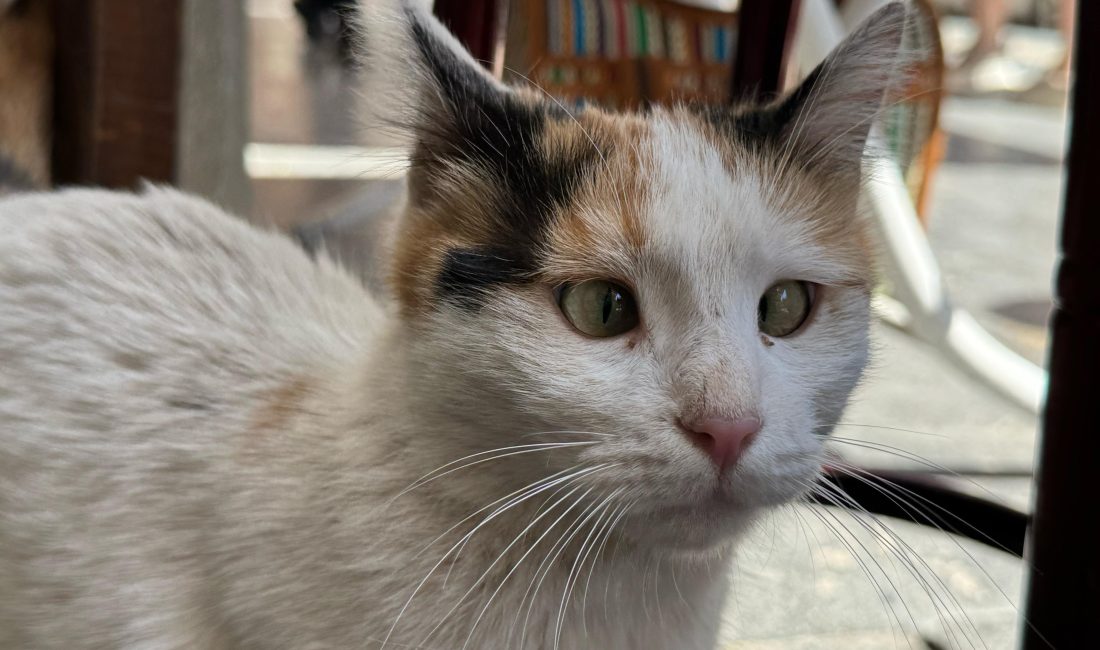 Diyarbakır’ın Sur ilçesinde, gözlerindeki