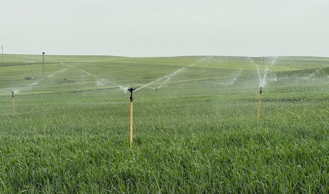 Diyarbakır'ın Sur ilçesinde bir