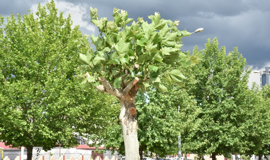 Diyarbakır Büyükşehir Belediyesi, Fırat
