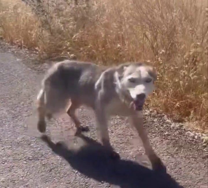 Diyarbakır'ın Çınar ilçesinde melez