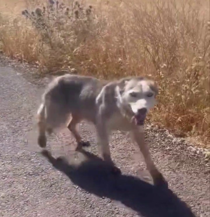 Diyarbakır’da melez kurdu evcil köpek çağırır gibi çağırdılar