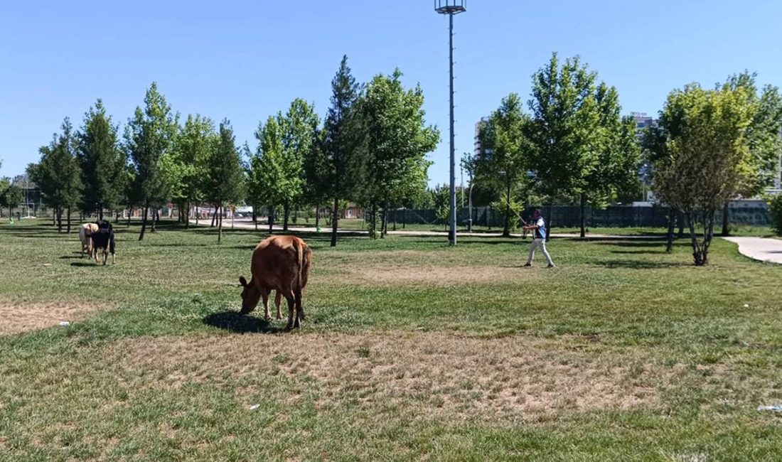 Zabıta Diyarbakır’da inek avına çıktı Diyarbakır’da zabıta ekipleri başıboş