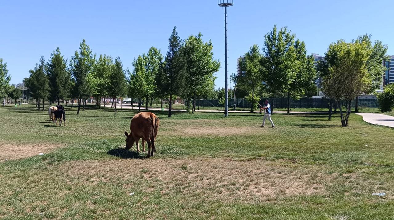 Zabıta Diyarbakır’da inek avına çıktı