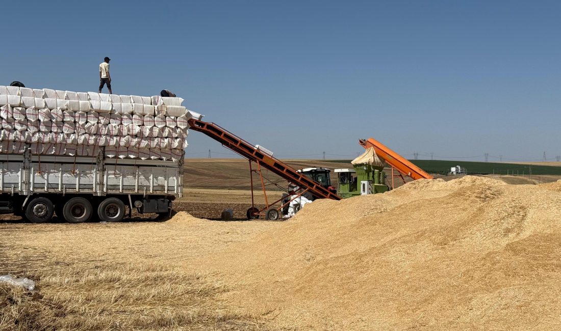 Diyarbakır Ovası'nda hububat hasadı