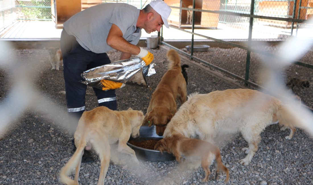 Diyarbakır hayvan bakımevi can dostlara şefkat eli uzatıyor Diyarbakır Büyükşehir Belediyesi Hayvan