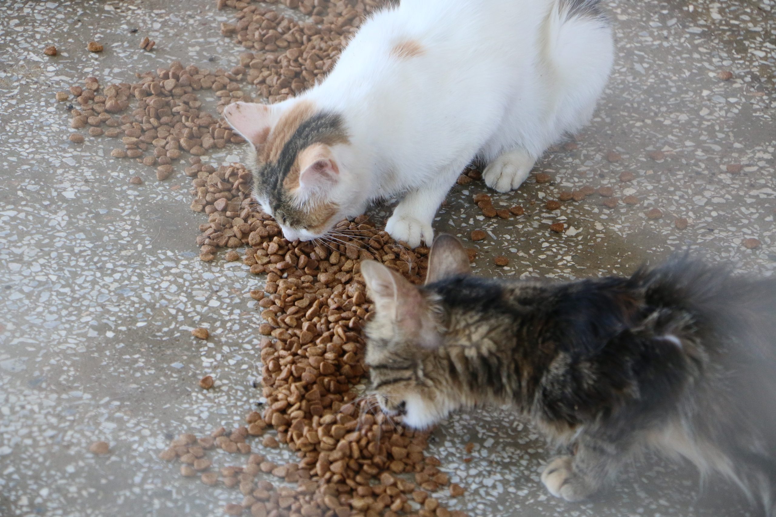 Diyarbakır hayvan bakımevi can dostlara şefkat eli uzatıyor