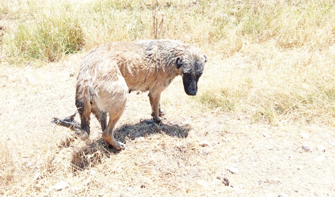 İtfaiye ekipleri kanala düşen köpeği kurtardı Diyarbakır'ın Çınar ilçesinde su