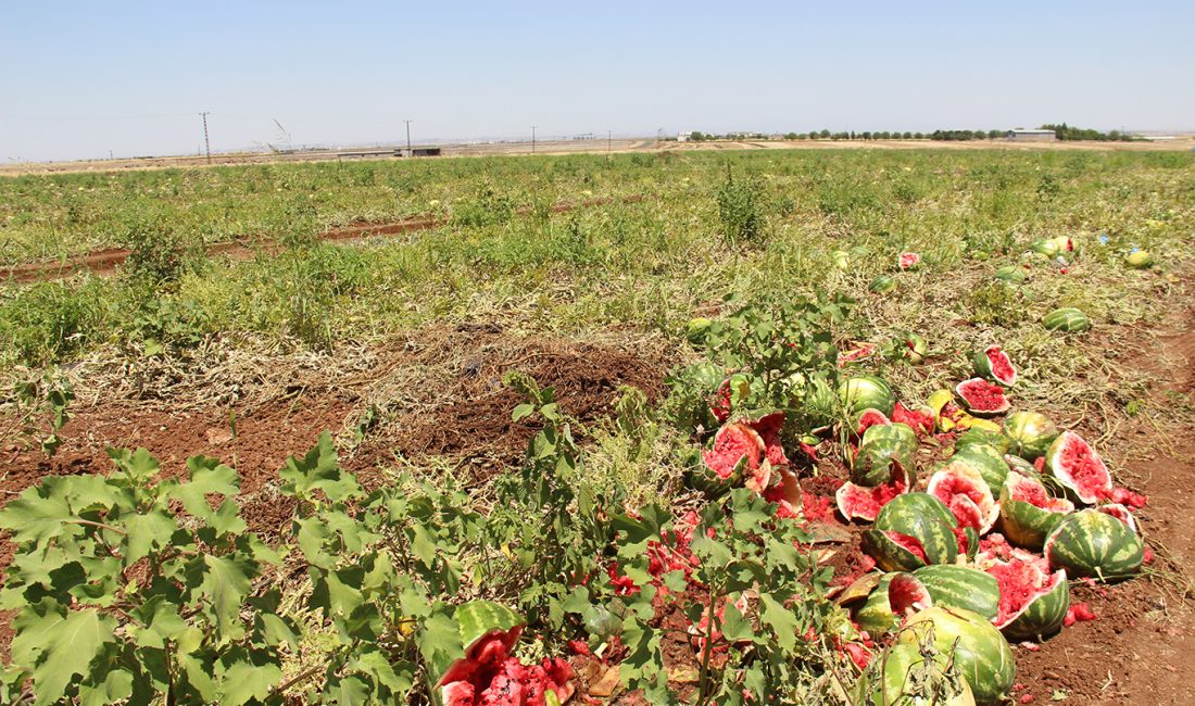 Diyarbakır’da karpuzun tarladaki fiyatı 2,5 TL’ye düştü, üretici zararına satış yapıyor