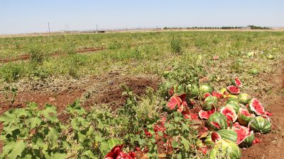 Diyarbakır’da karpuzun tarladaki fiyatı 2,5 TL’ye düştü, üretici zararına satış yapıyor