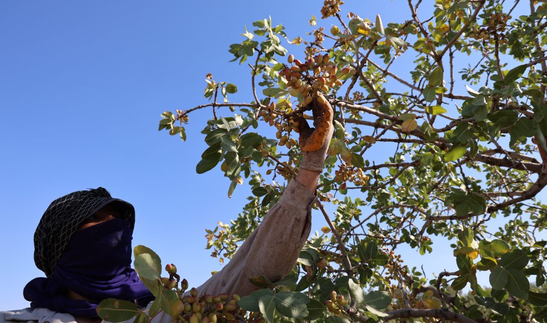 Diyarbakır'ın Çınar ilçesinin geniş