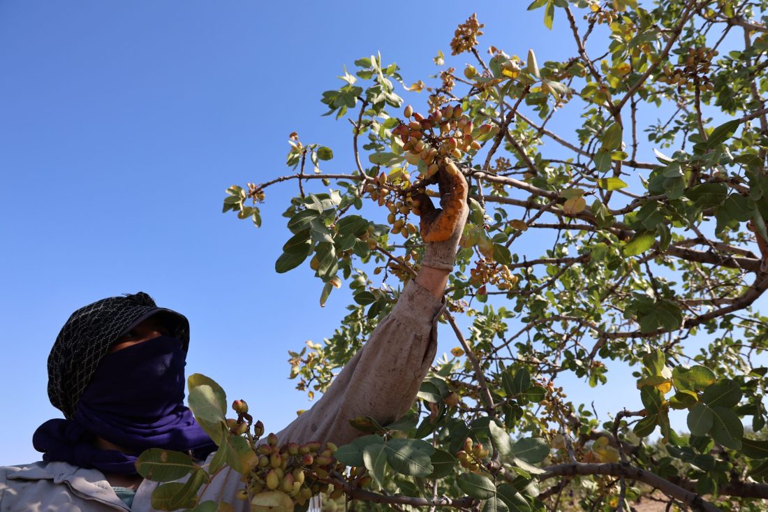Diyarbakır’da ‘Yeşil altın’ın hasadına başlandı