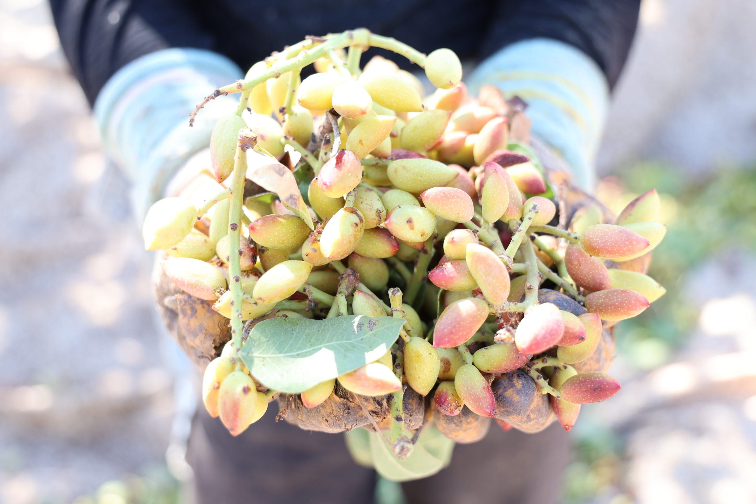 Diyarbakır'da ‘Yeşil altın'ın hasadına başlandı