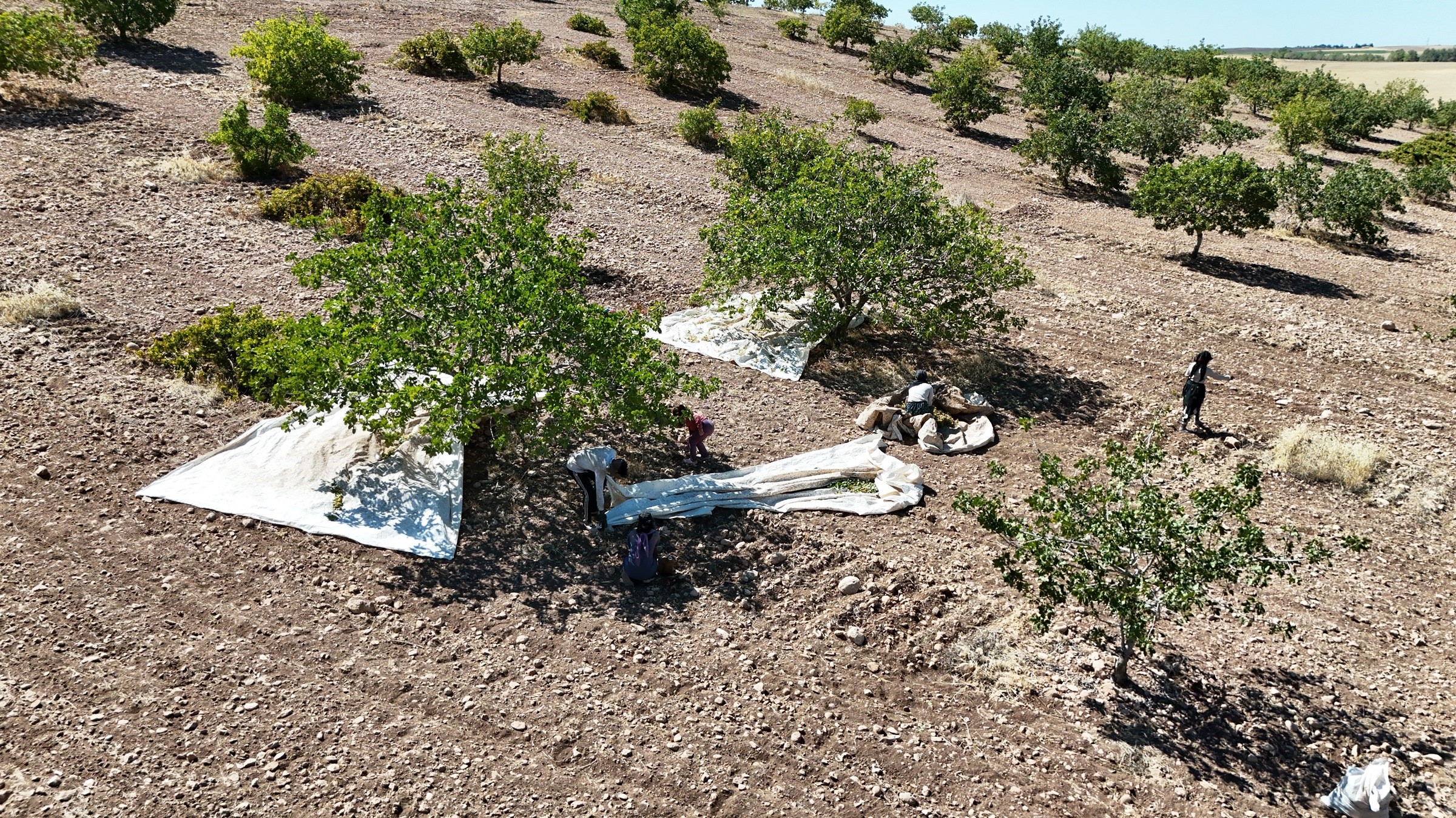 Diyarbakır'da ‘Yeşil altın'ın hasadına başlandı